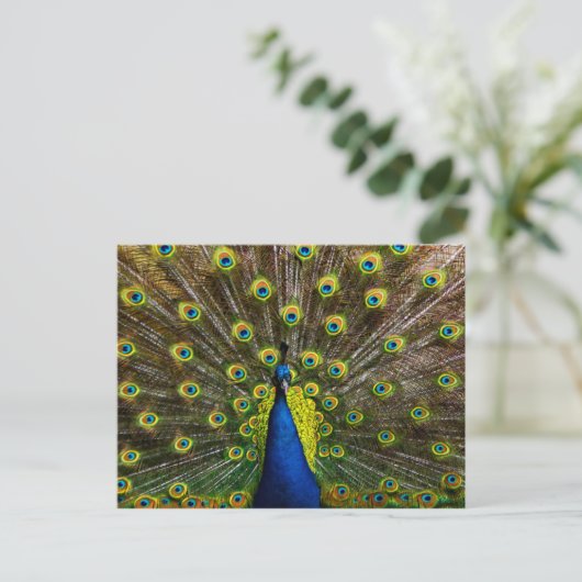 Buntes Pfau Postkarte (Stehend Vorderseite)