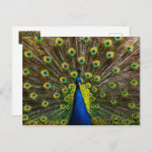 Buntes Pfau Postkarte (Vorne/Hinten)