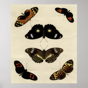 Buntes Schmetterlings-Gemisch auf Sahnehintergrund Poster