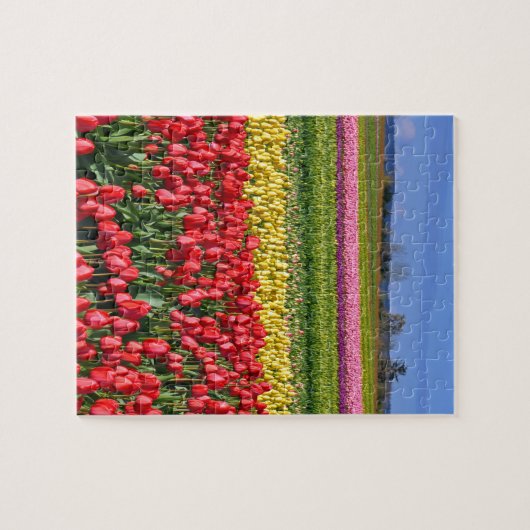Buntes Tulpefeld Puzzle (Horizontal)