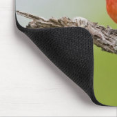 Buntingsänger (Passerina ciris) Männchen singend Mousepad (Ecke)