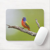 Buntingsänger (Passerina ciris) Männchen singend Mousepad (Mit Mouse)