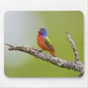 Buntingsänger (Passerina ciris) Männchen singend Mousepad