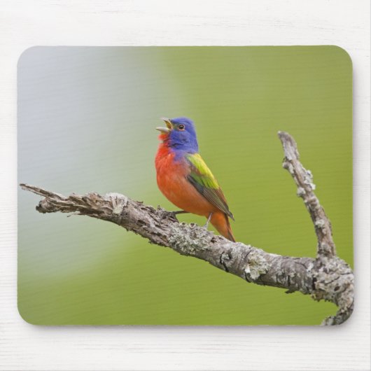 Buntingsänger (Passerina ciris) Männchen singend Mousepad (Vorne)