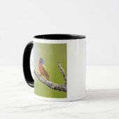 Buntingsänger (Passerina ciris) singender Männchen Tasse (Vorderseite Links)