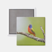 Buntingschmuck (Passerina ciris) Männchen singend Magnet (Vorderseite/Rückseite)