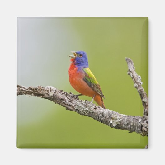 Buntingschmuck (Passerina ciris) Männchen singend Magnet (Vorne)