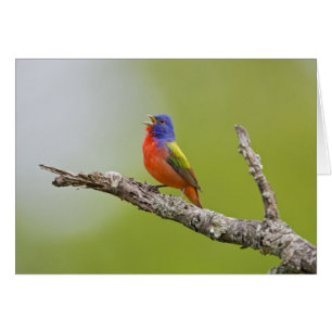 Buntingsperling (Passerina ciris) Männchen singend