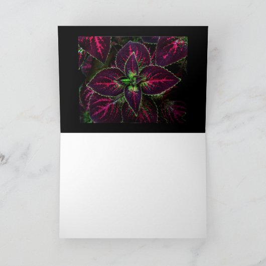 Buntlippe Karte (Innenseite)