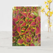 Buntlippen-Blumen-Flecken-Gruß-Karte Karte (Gelbe Blume)