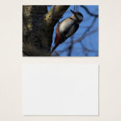 Buntspecht (Vorne & Hinten)