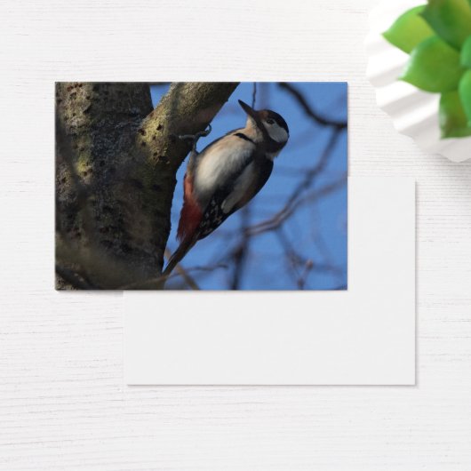 Buntspecht (Schreibtisch)