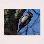 Buntspecht (Vorderseite)