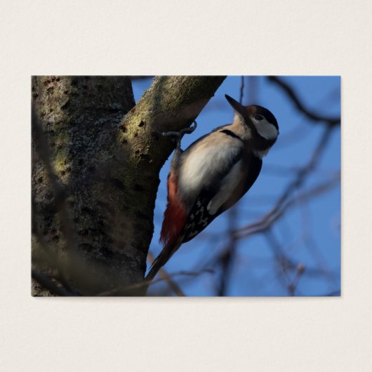 Buntspecht (Vorderseite)