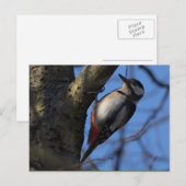 Buntspecht Postkarte (Vorne/Hinten)