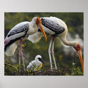 Buntstörche & Jungtier im Nest,Keoladeo Poster