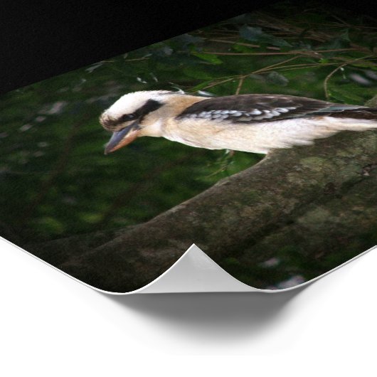 Bunya Mountains Kookaburra Poster (Ecke)