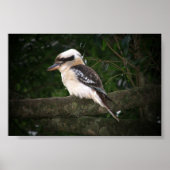 Bunya Mountains Kookaburra Poster (Vorne)