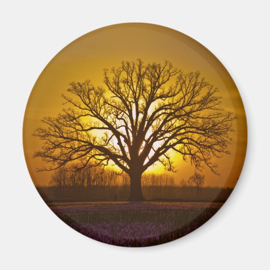 Bur Oak Sunset Magnet (Vorne)