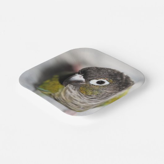 Burbel Pappteller (Gewinkelt)