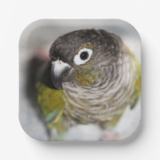 Burbel Pappteller (Vorderseite)