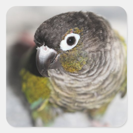 Burbel Quadratischer Aufkleber (Vorderseite)