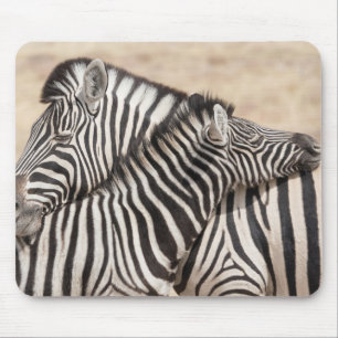 Burchell-Zebras beim 'Necken' Mousepad