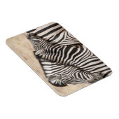 Burchell-Zebras beim Ringen Magnet (Rechte Seite)