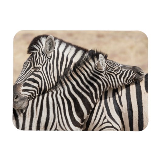 Burchell-Zebras beim Ringen Magnet (Horizontal)