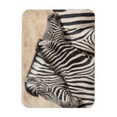 Burchell-Zebras beim Ringen Magnet (Vertikal)