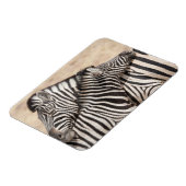 Burchell-Zebras beim Ringen Magnet (Linke Seite)