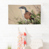Burchell's Coucal Banner (Insitu)