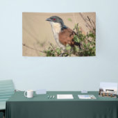 Burchell's Coucal Banner (Messeveranstaltung)