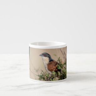 Burchell's Coucal Espressotasse