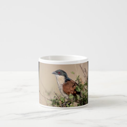 Burchell's Coucal Espressotasse (Vorderseite)