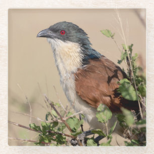 Burchell's Coucal Glasuntersetzer