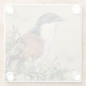 Burchell's Coucal Glasuntersetzer (Rückseite)