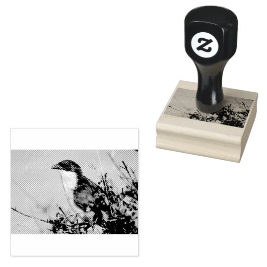 Burchell's Coucal Gummistempel (Stempel)
