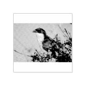 Burchell's Coucal Gummistempel (Prägung)