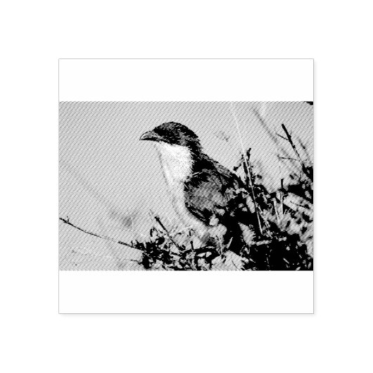 Burchell's Coucal Gummistempel (Prägung)