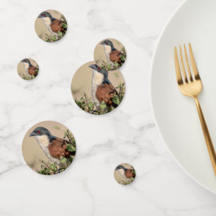 Burchell's Coucal Konfetti