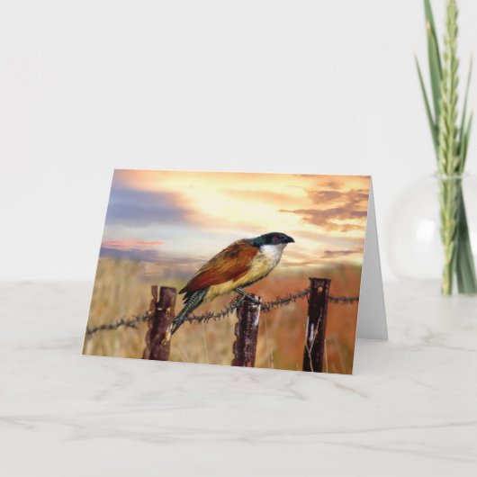 Burchells Coucal Kuckuckvogel Karte (Vorderseite)