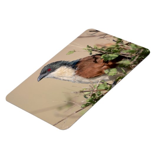 Burchell's Coucal Magnet (Linke Seite)