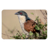 Burchell's Coucal Magnet (Horizontal)