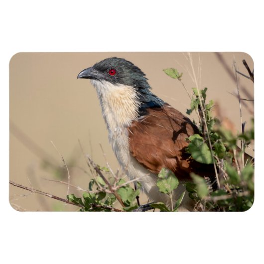 Burchell's Coucal Magnet (Horizontal)