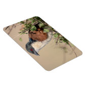 Burchell's Coucal Magnet (Rechte Seite)