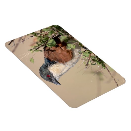 Burchell's Coucal Magnet (Rechte Seite)