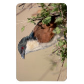 Burchell's Coucal Magnet (Vertikal)