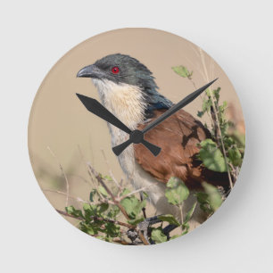 Burchell's Coucal Runde Wanduhr