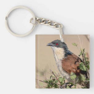 Burchell's Coucal Schlüsselanhänger